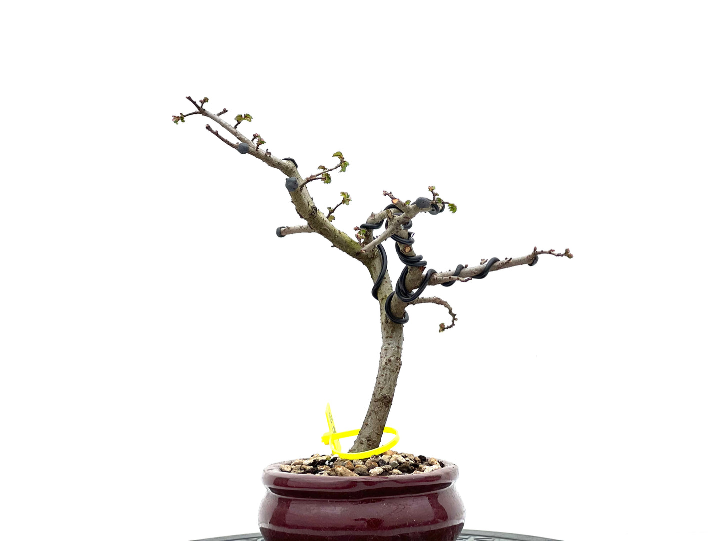 Ulmus Parvifolia 1835