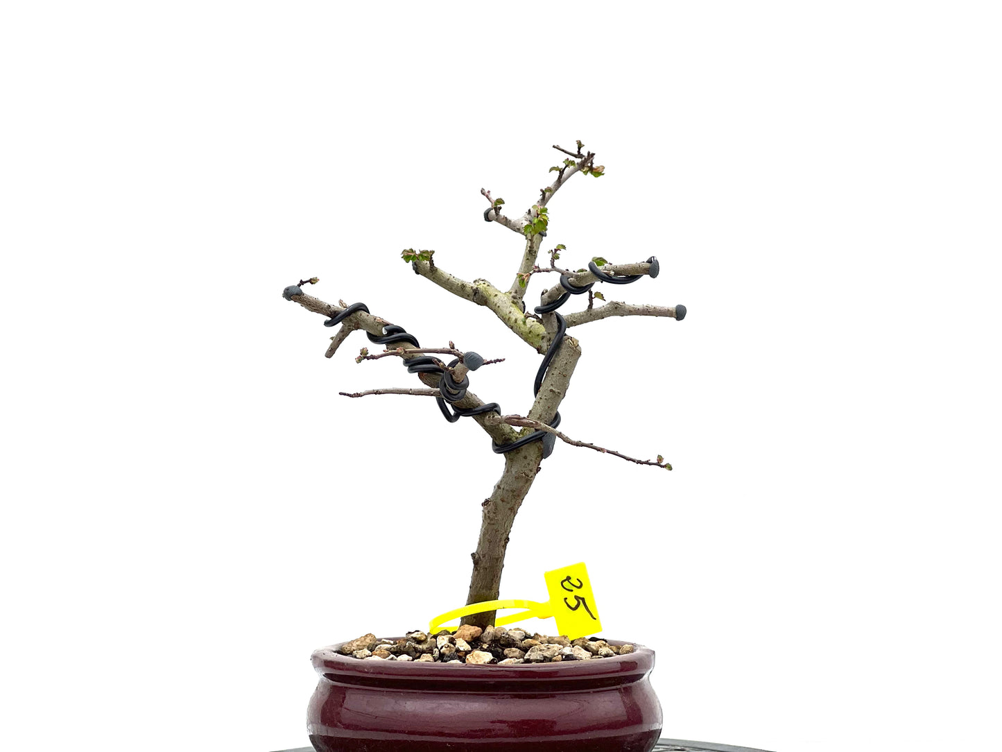 Ulmus Parvifolia 1835