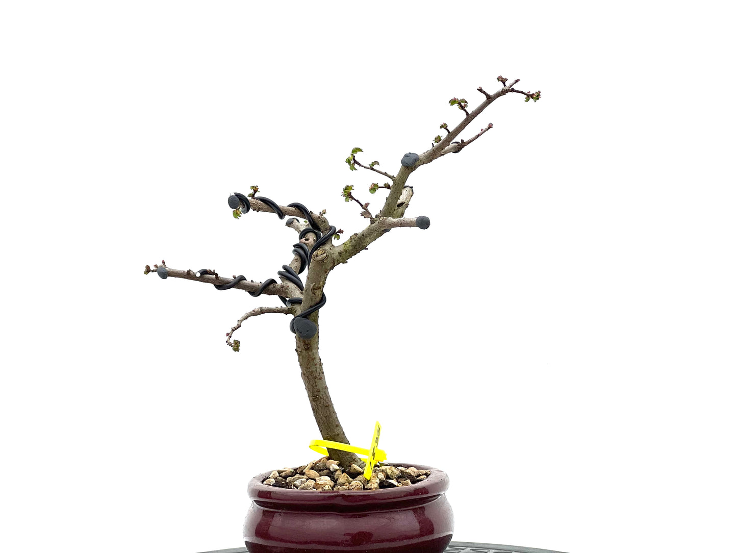 Ulmus Parvifolia 1835
