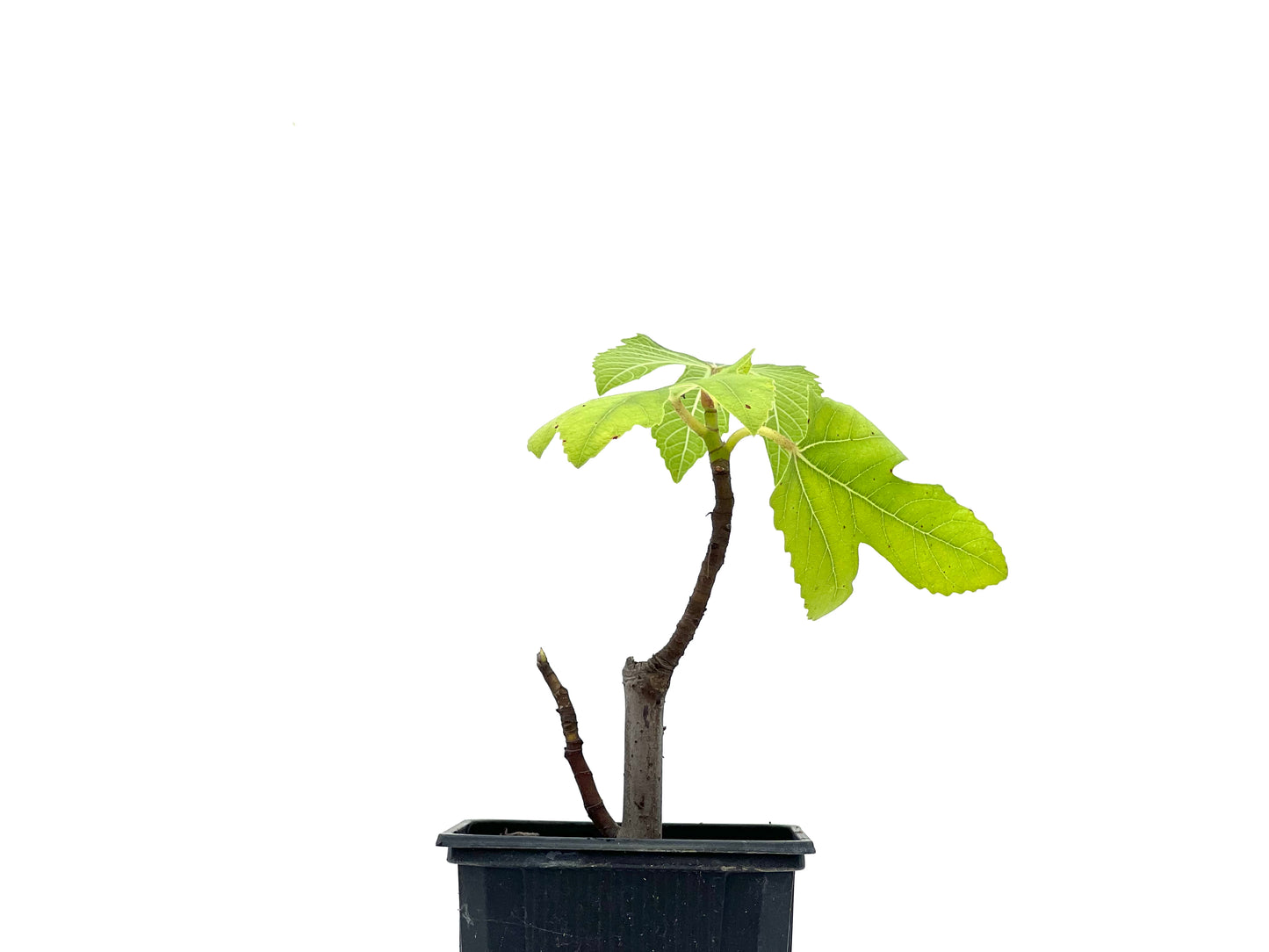 Ficus Carica