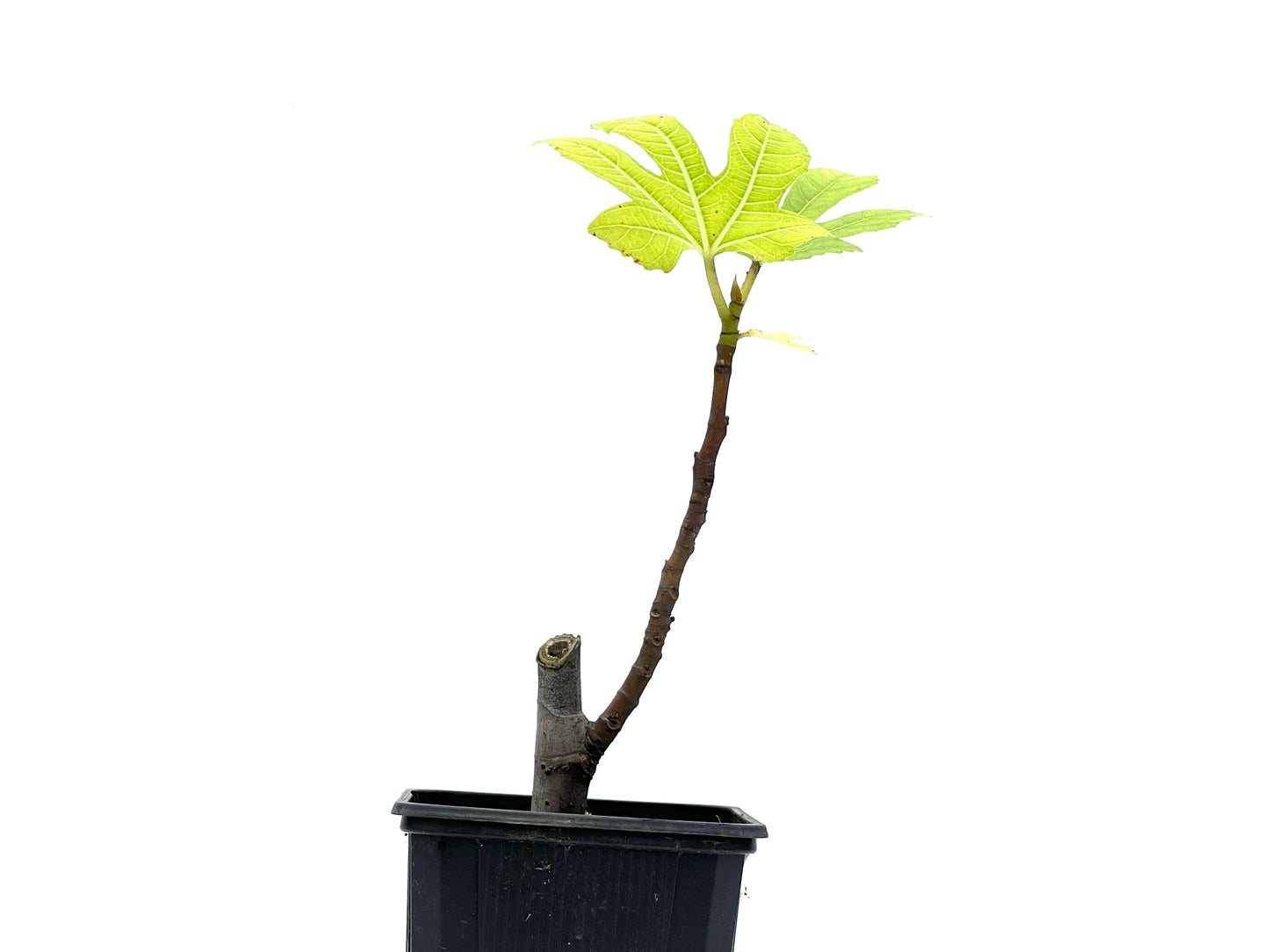 Ficus Carica