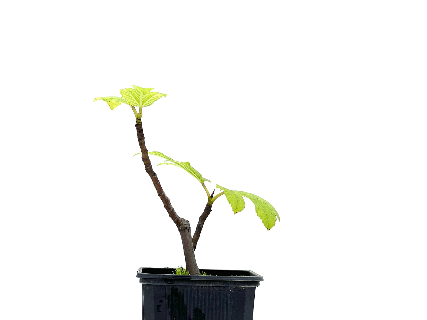 Ficus Carica