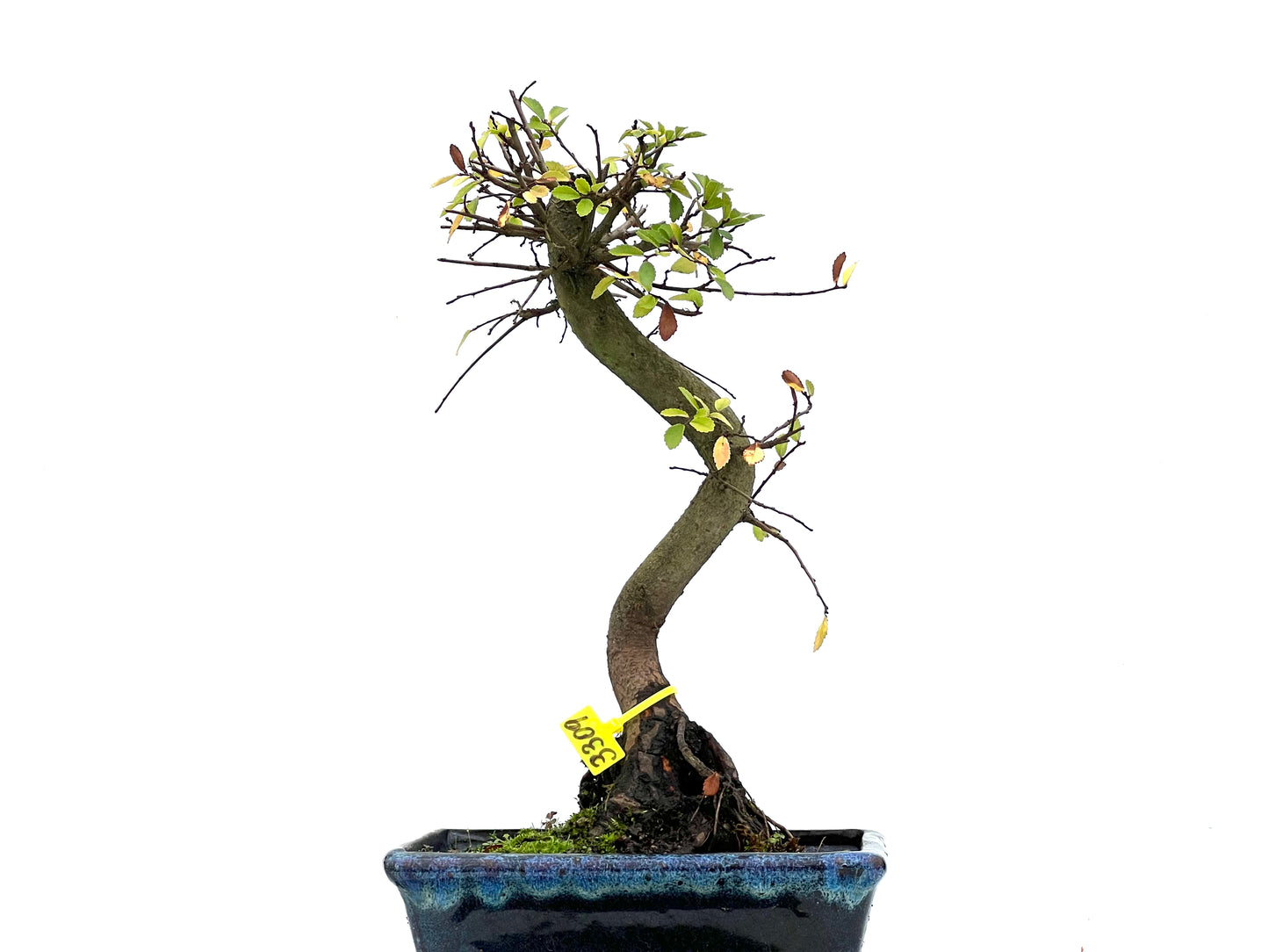 Ulmus Parvifolia 3309