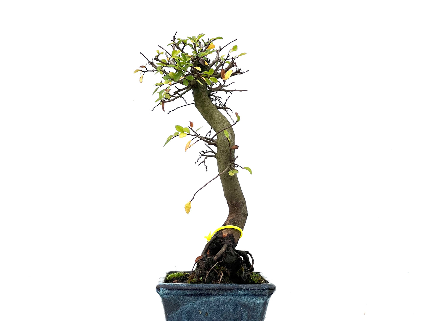 Ulmus Parvifolia 3309