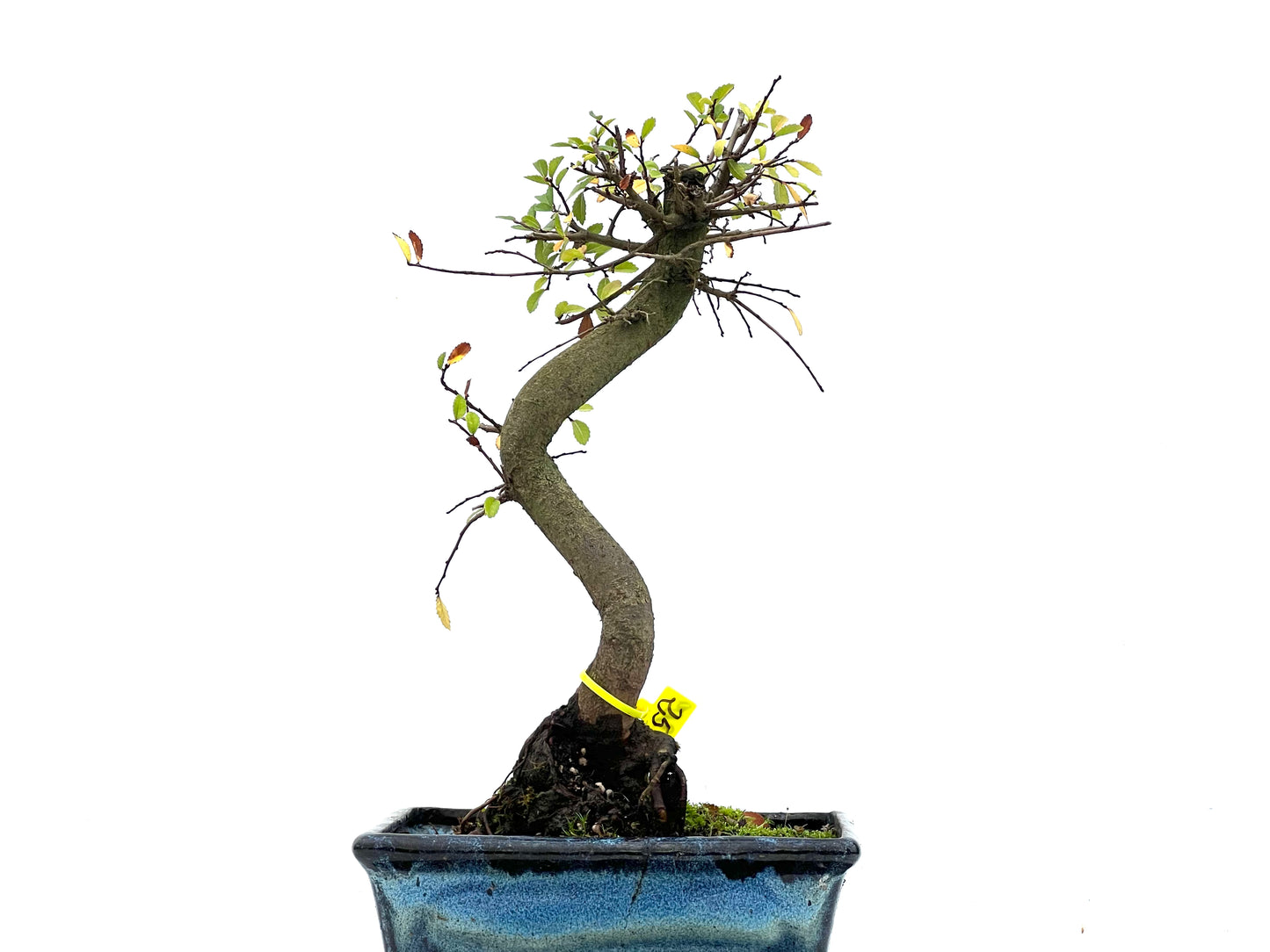 Ulmus Parvifolia 3309