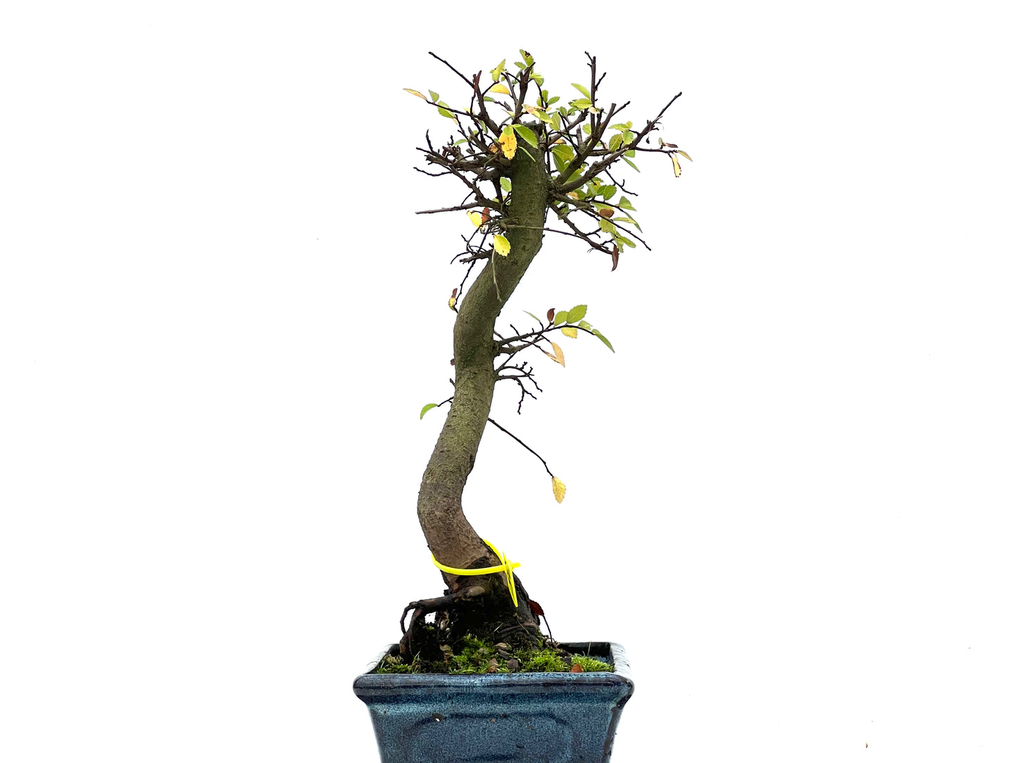 Ulmus Parvifolia 3309