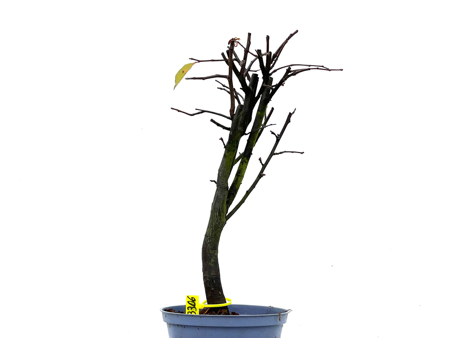 Pseudocidonia Sinensis 3306