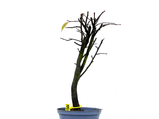 Pseudocidonia Sinensis 3306