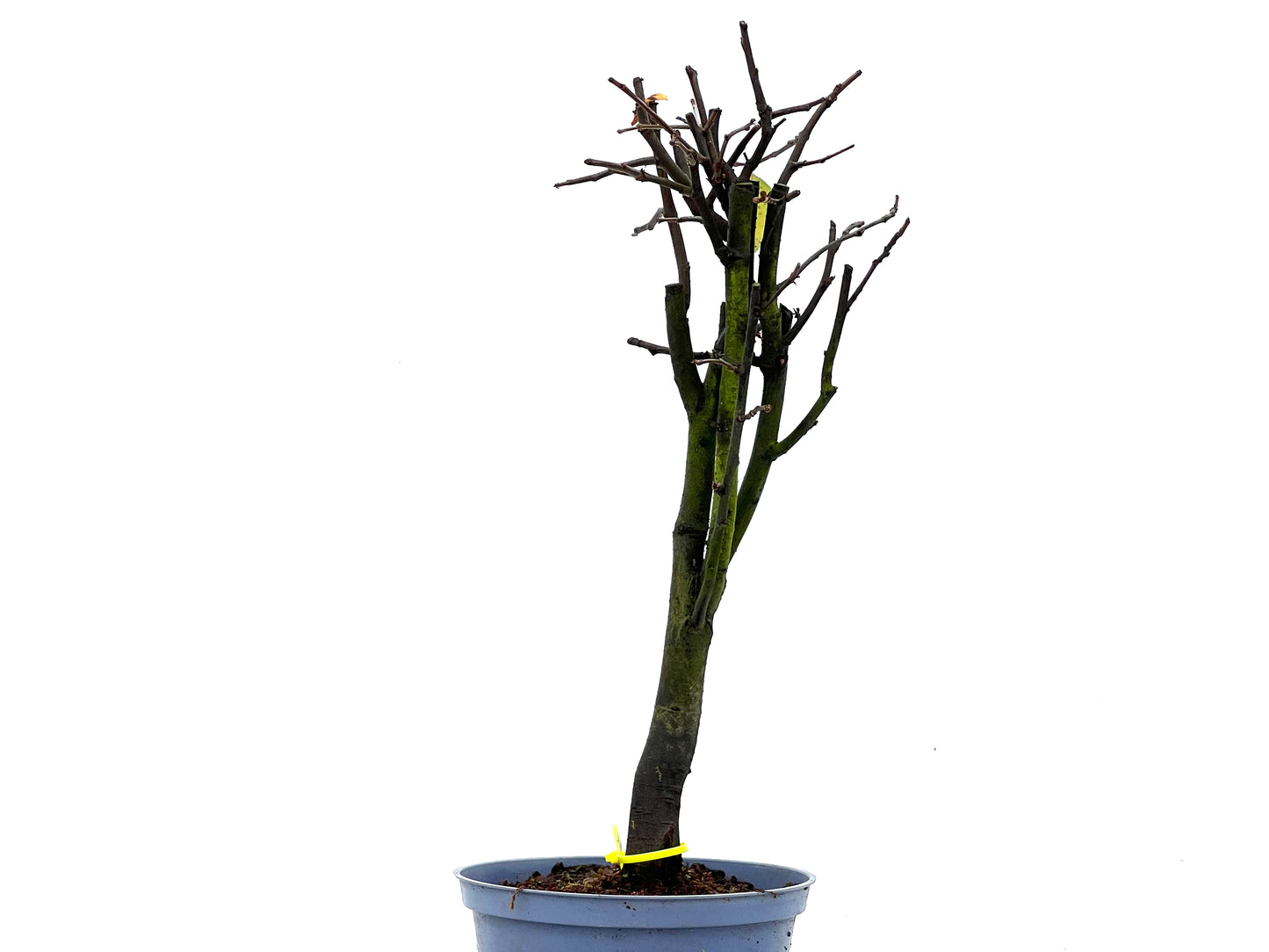 Pseudocidonia Sinensis 3306