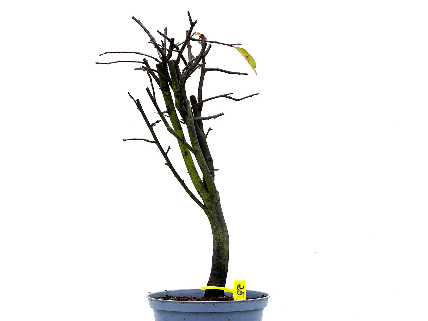 Pseudocidonia Sinensis 3306