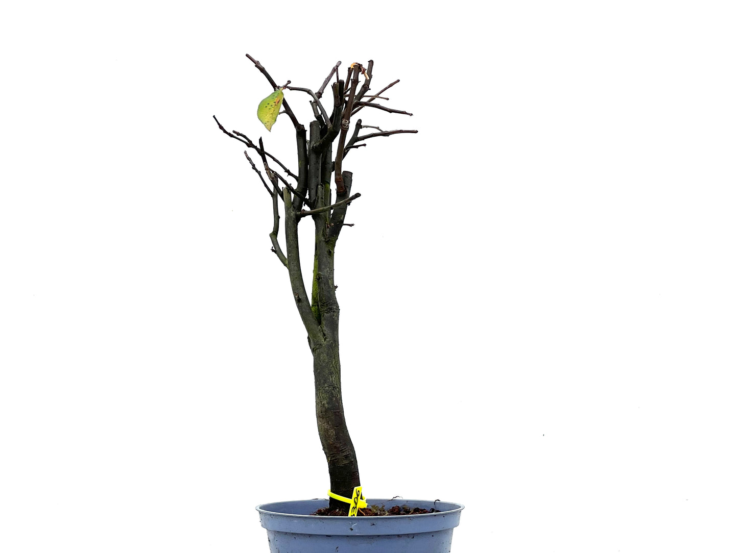 Pseudocidonia Sinensis 3306