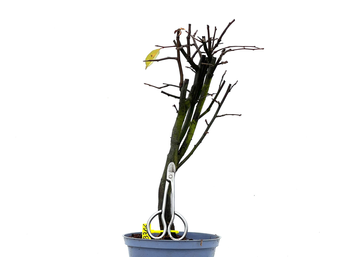 Pseudocidonia Sinensis 3306