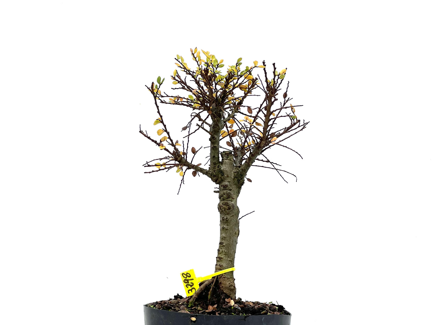 Ulmus Hokkaido 3298