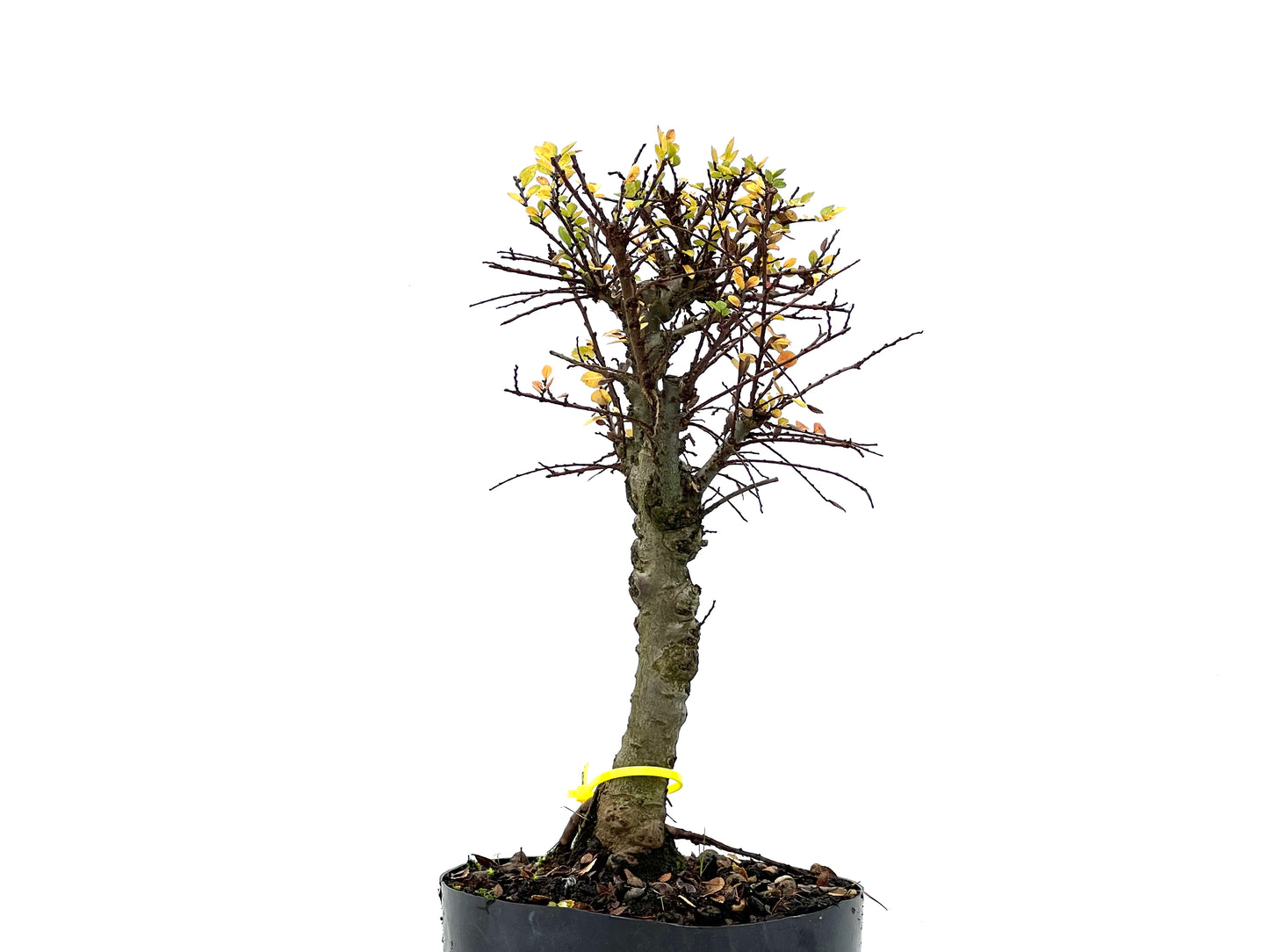 Ulmus Hokkaido 3298
