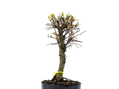 Ulmus Hokkaido 3298