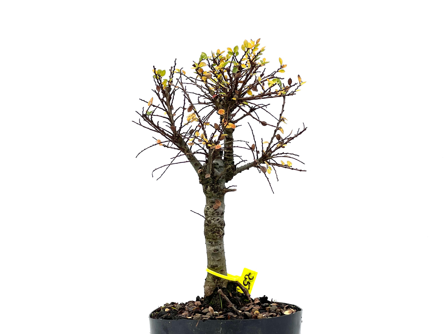 Ulmus Hokkaido 3298
