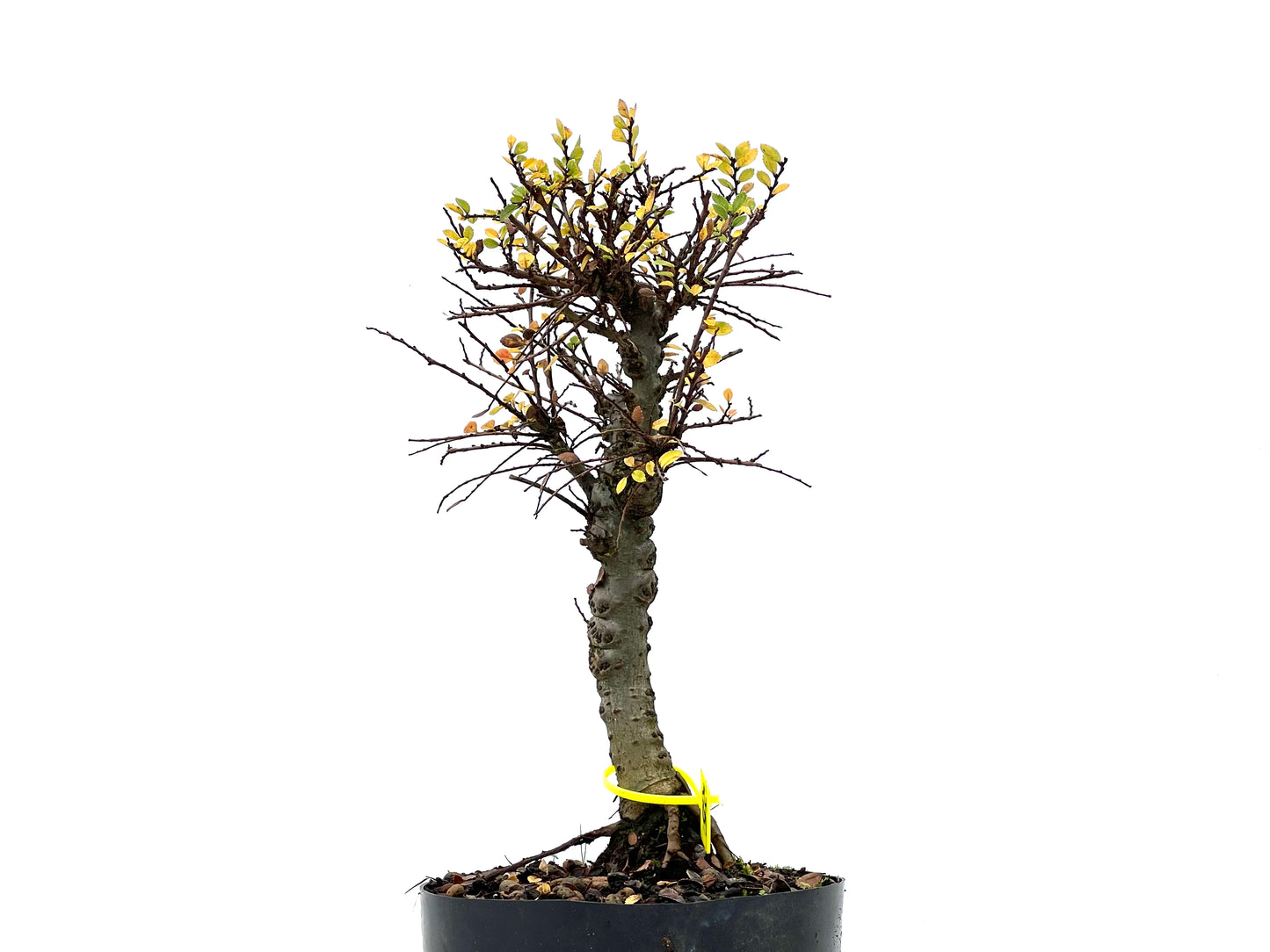 Ulmus Hokkaido 3298