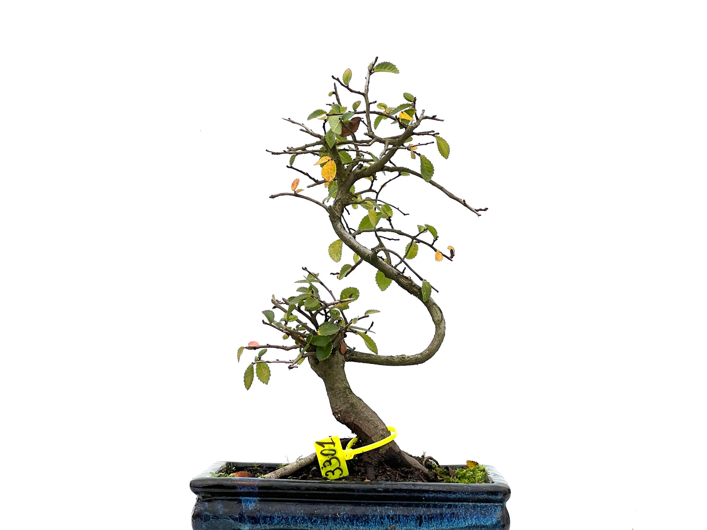 Ulmus Parvifolia 3301