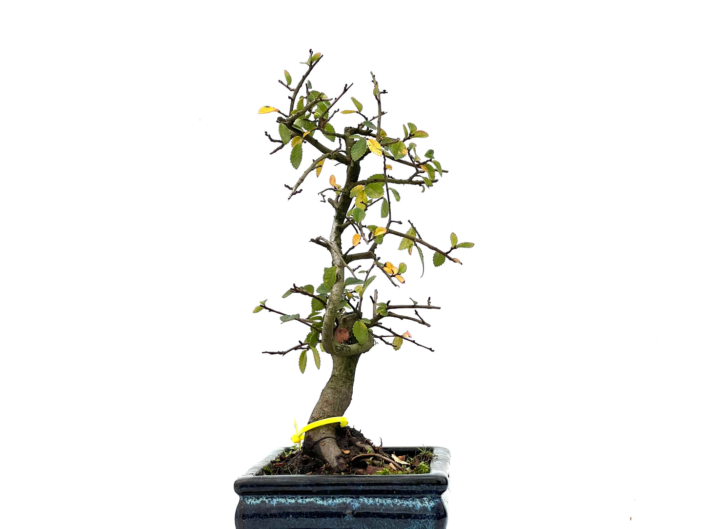 Ulmus Parvifolia 3301