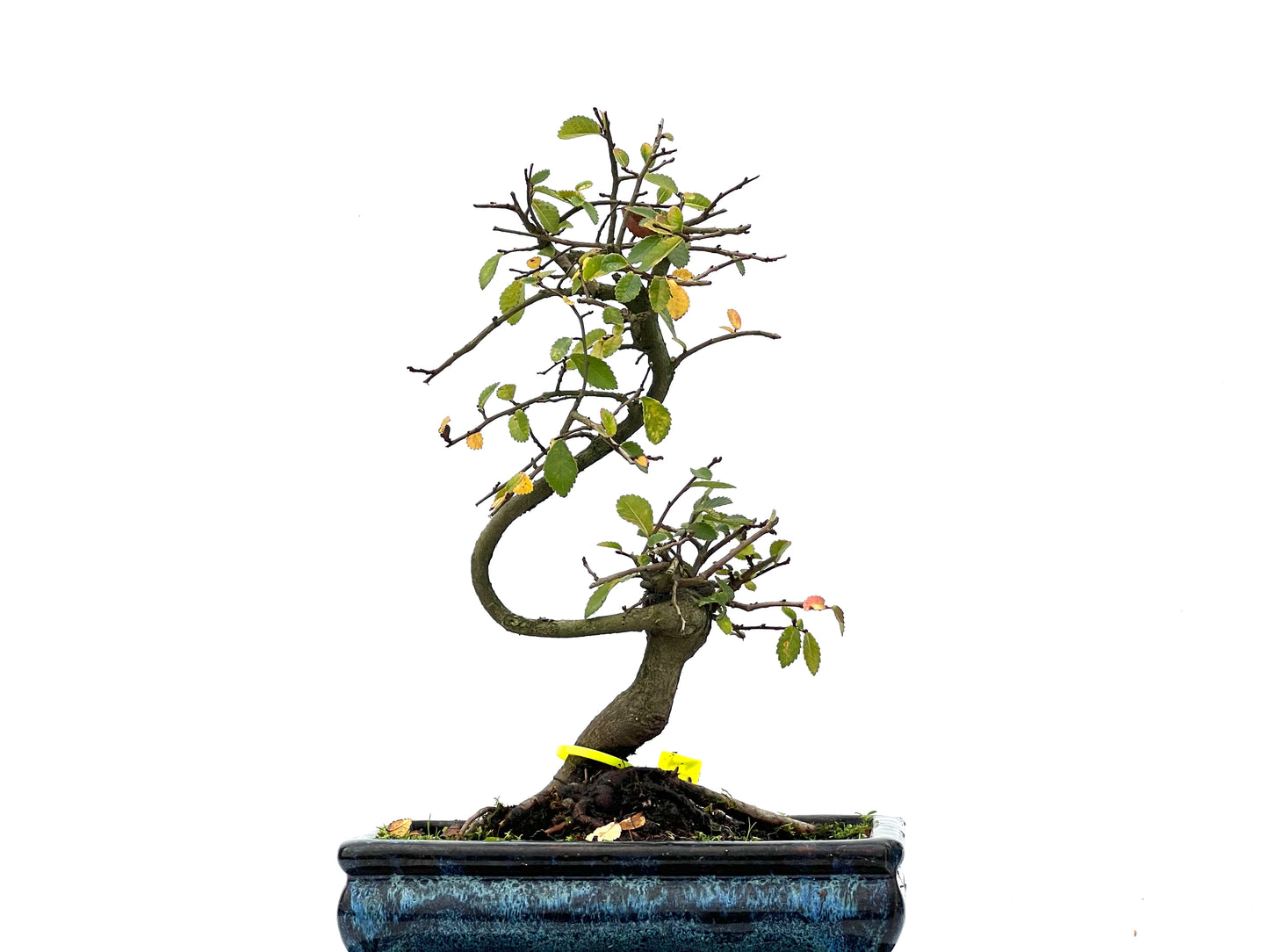 Ulmus Parvifolia 3301