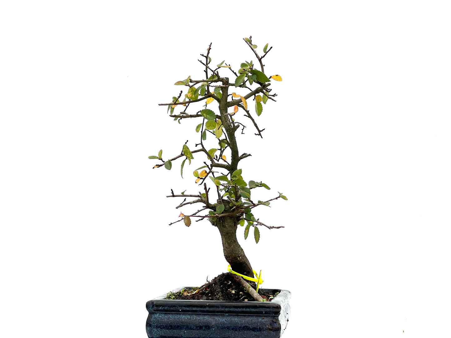 Ulmus Parvifolia 3301