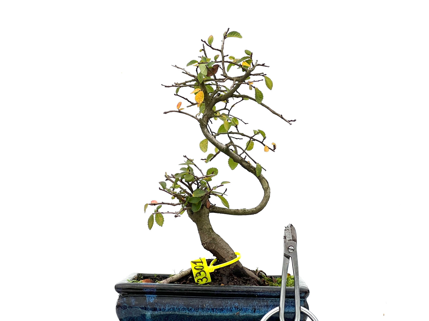 Ulmus Parvifolia 3301