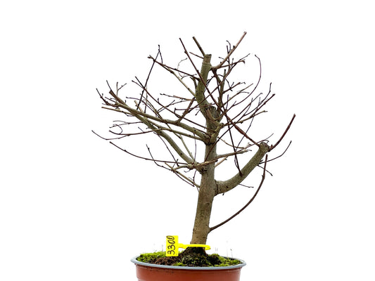 Ulmus Minor 3300