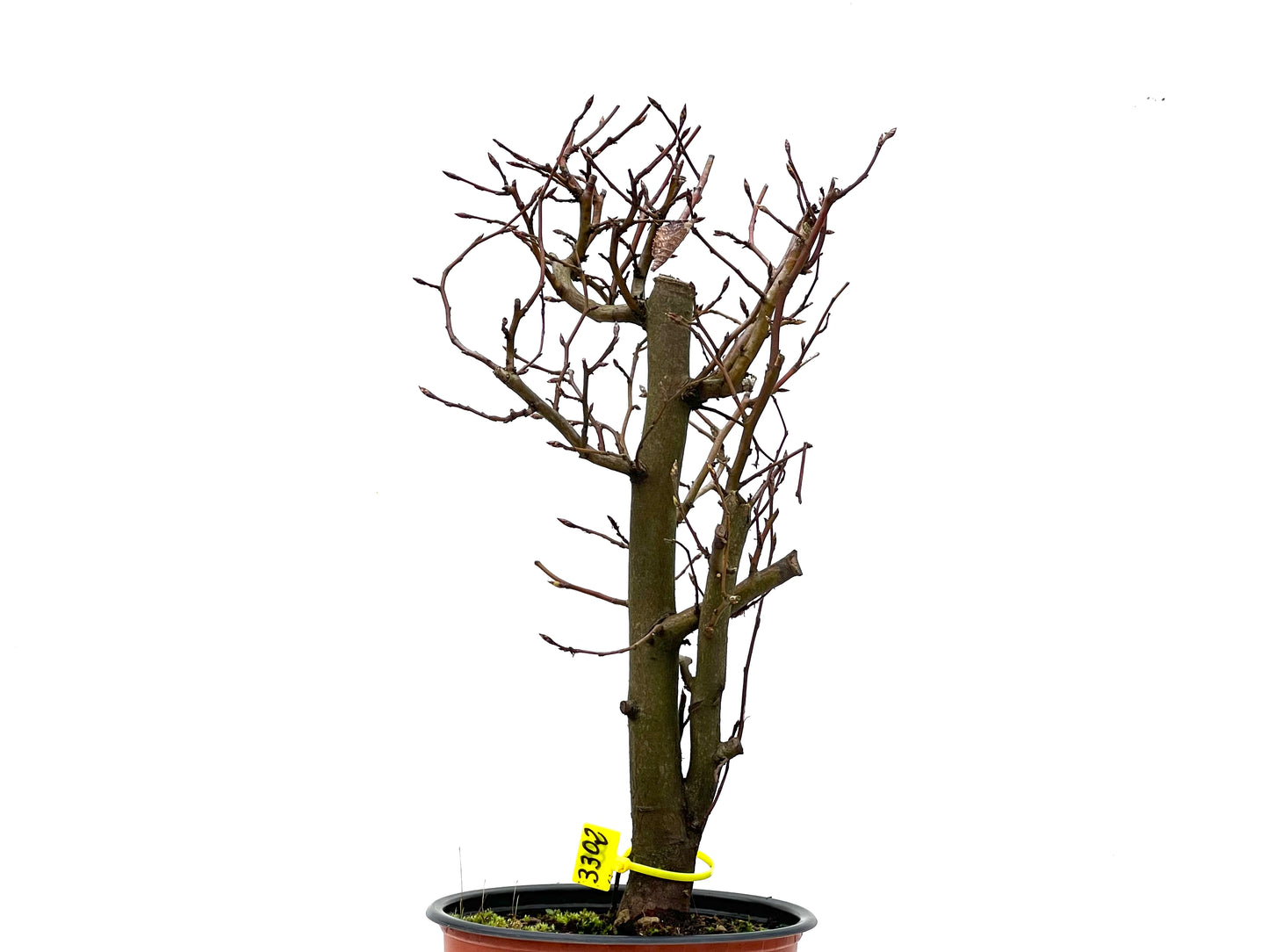 Carpinus Betulus 3302