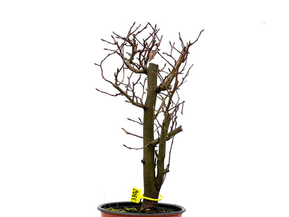 Carpinus Betulus 3302