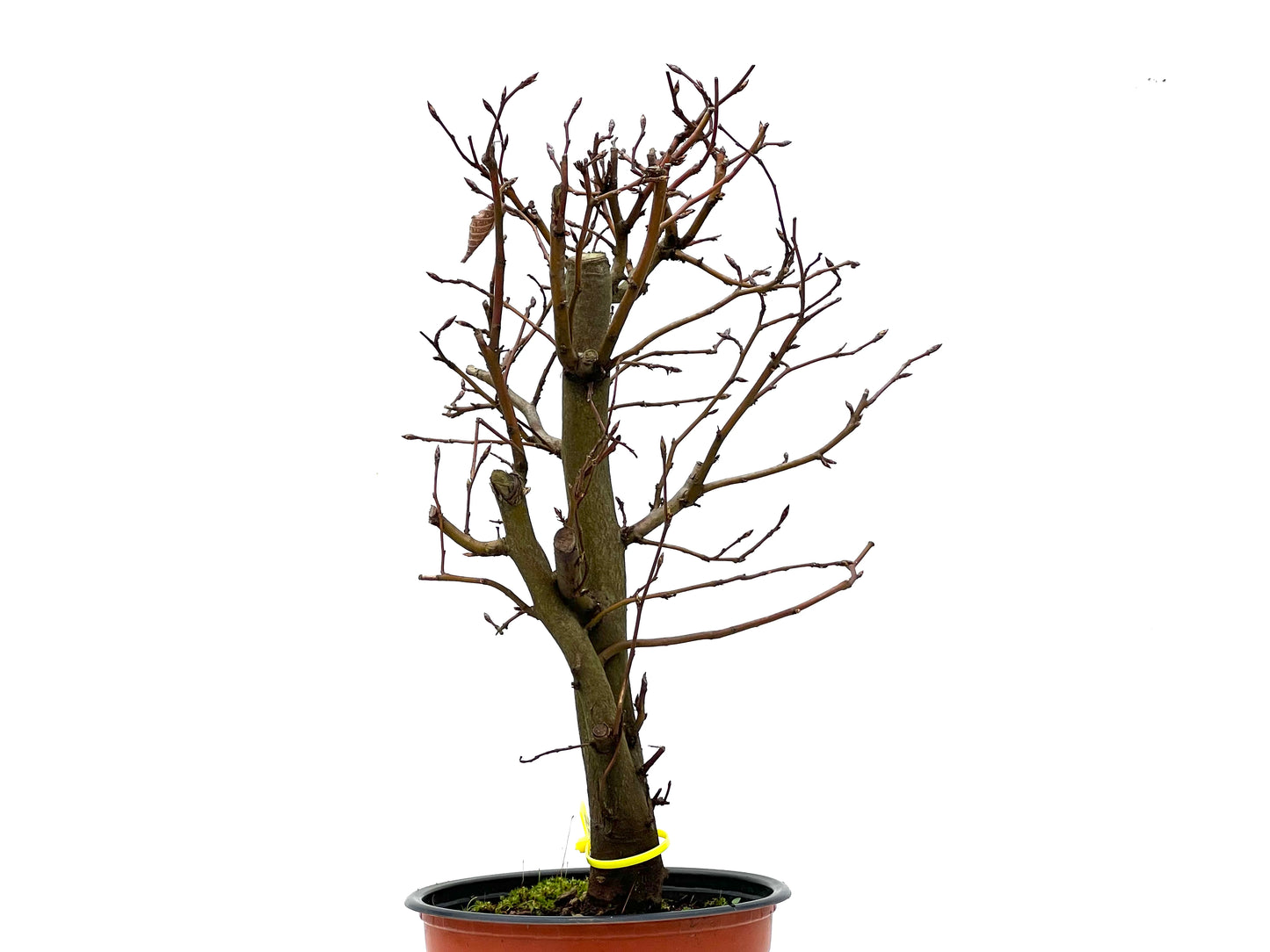 Carpinus Betulus 3302