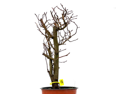 Carpinus Betulus 3302