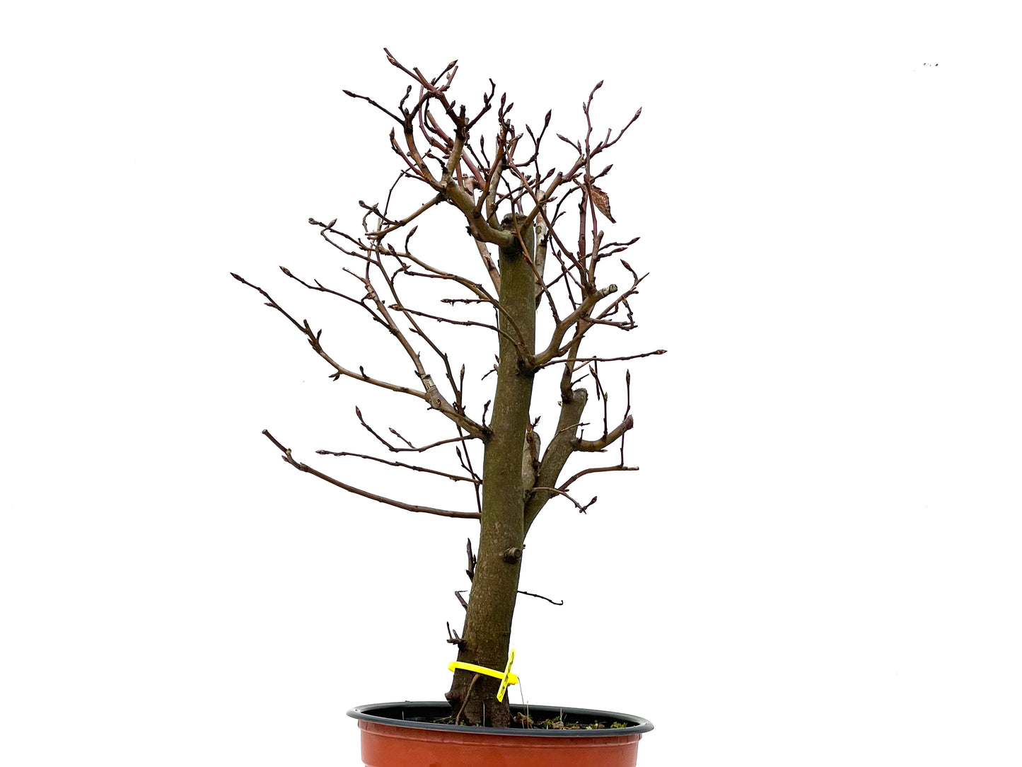 Carpinus Betulus 3302