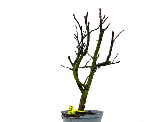 Pseudocidonia Sinensis 3303