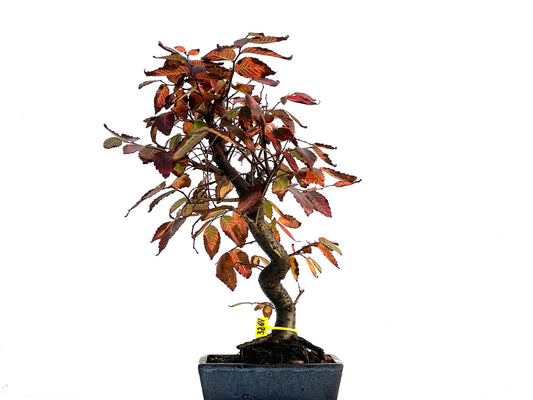 Zelkova Serrata 3264