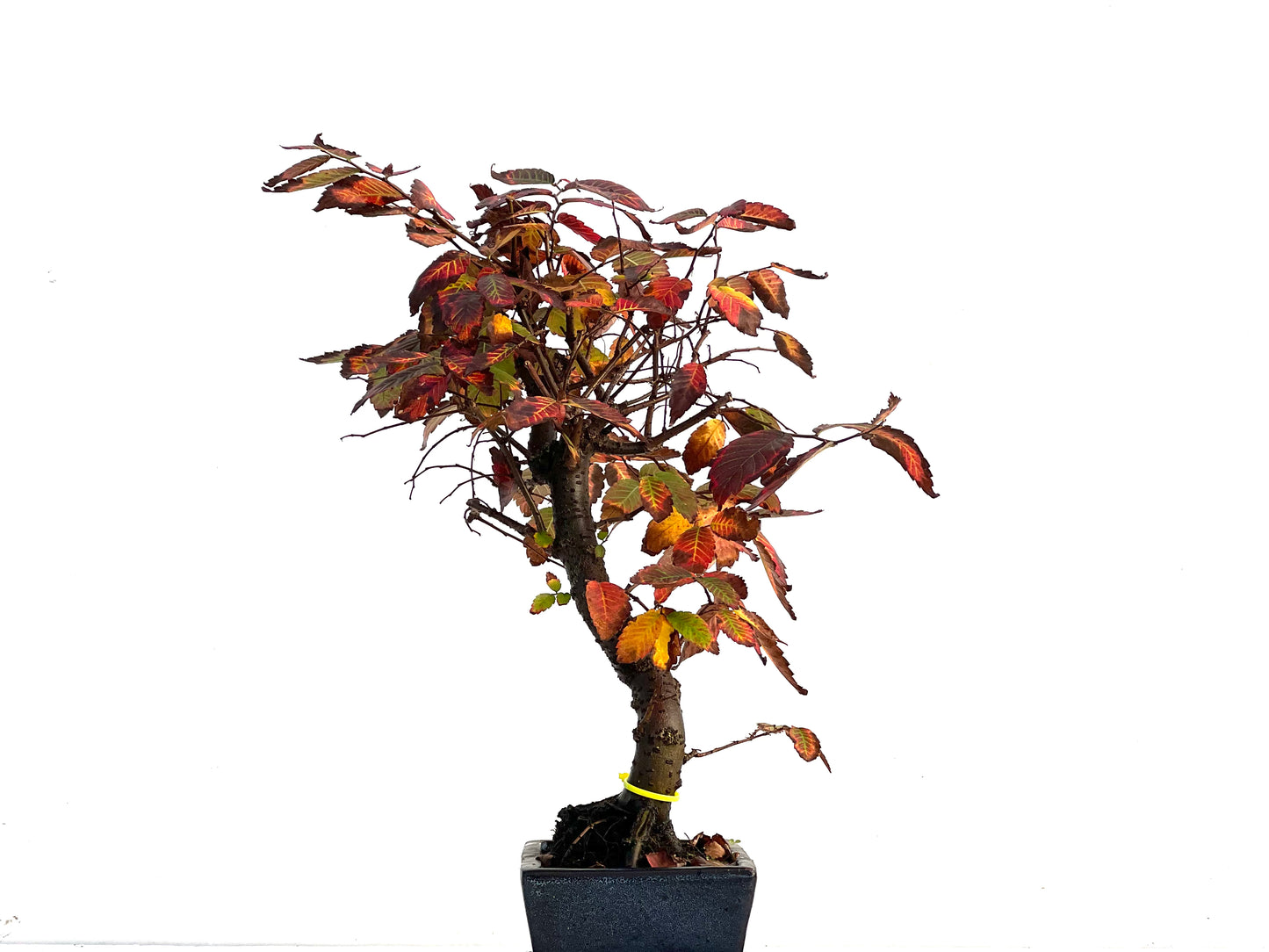 Zelkova Serrata 3264