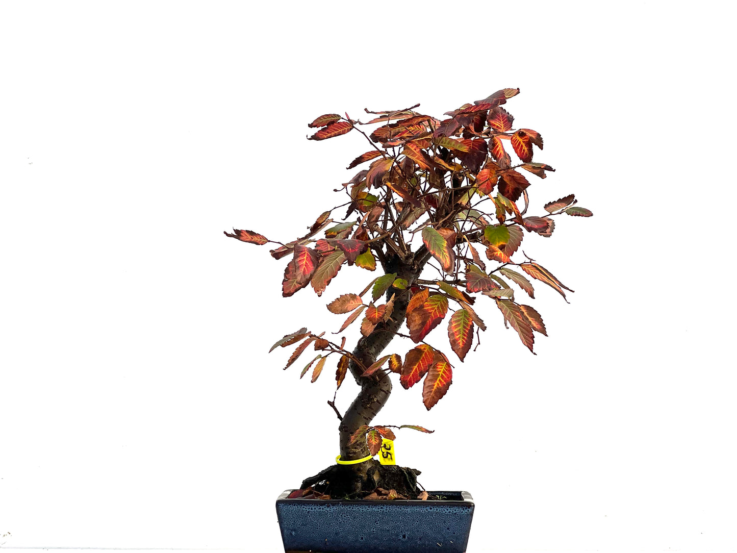Zelkova Serrata 3264