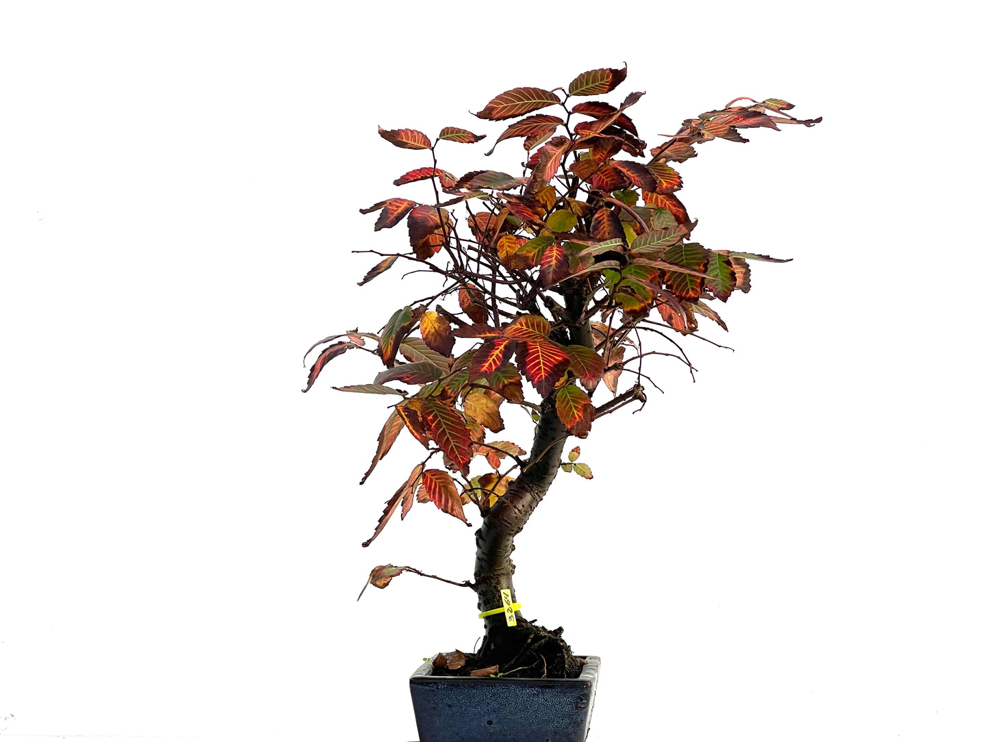 Zelkova Serrata 3264