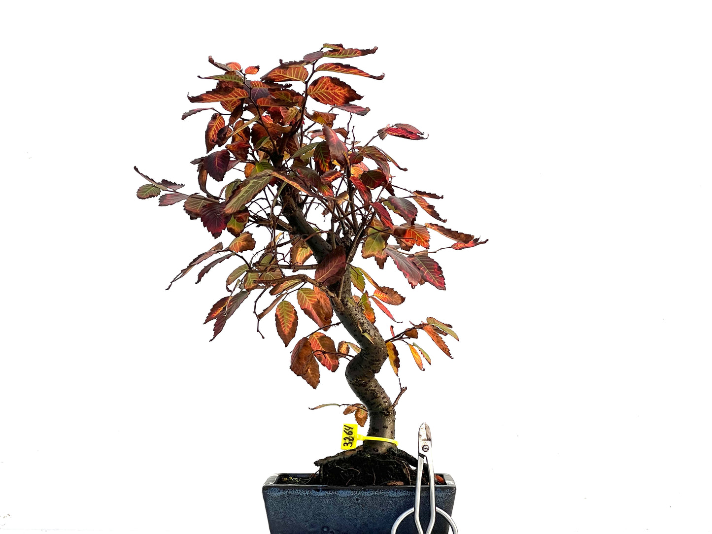 Zelkova Serrata 3264