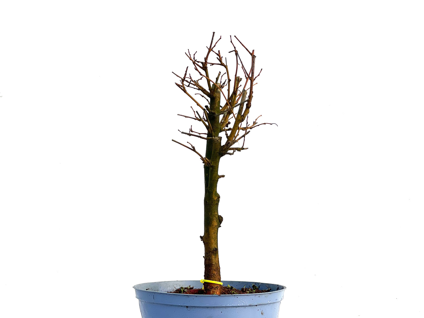 Morus Alba 3297