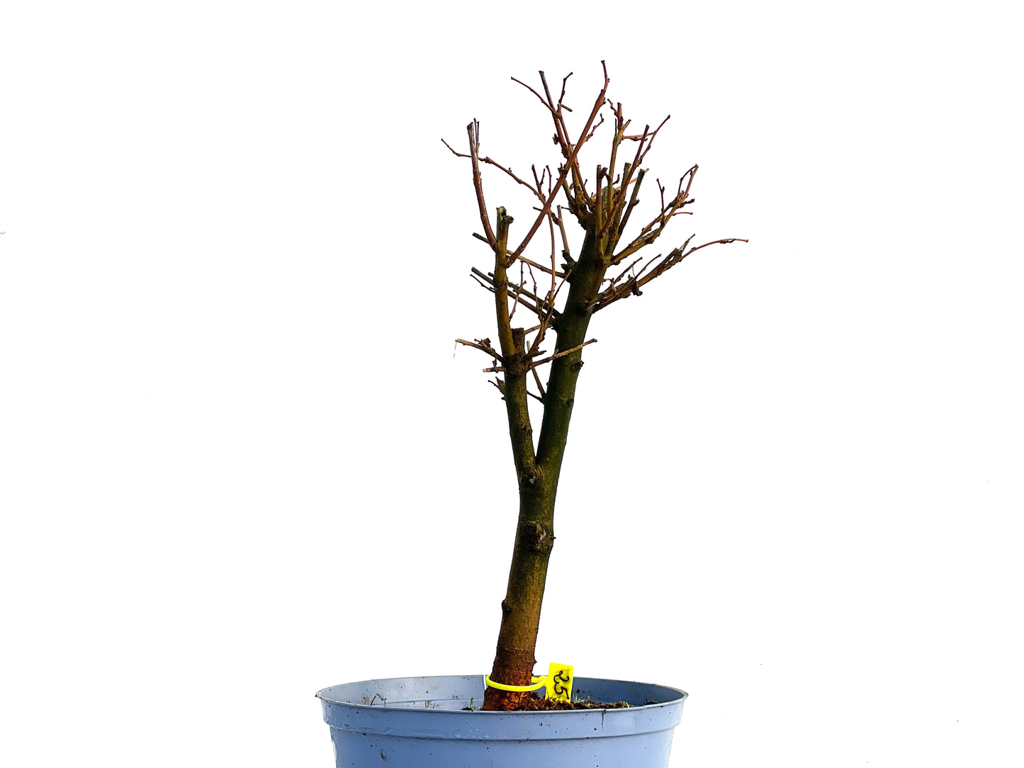 Morus Alba 3297