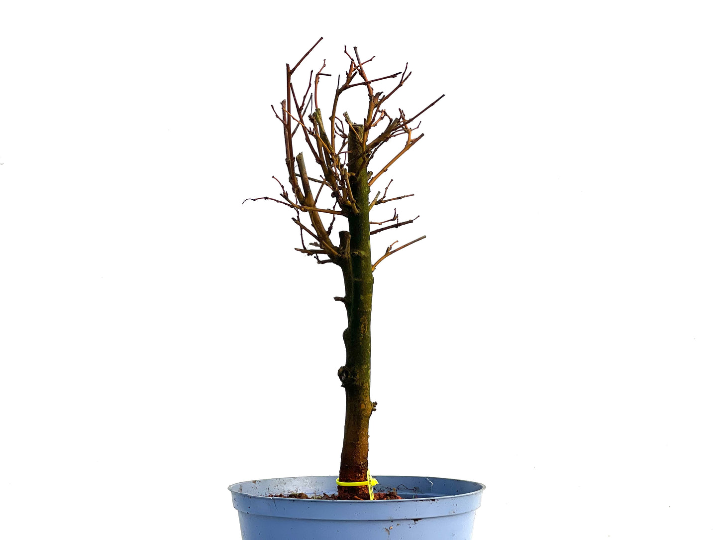 Morus Alba 3297