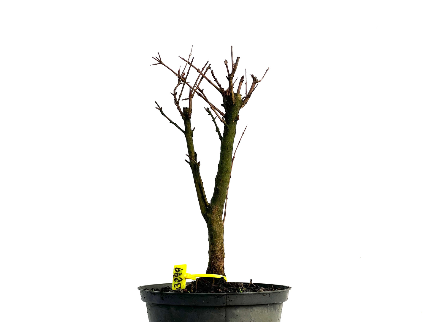 Punica Granatum Nana 3299