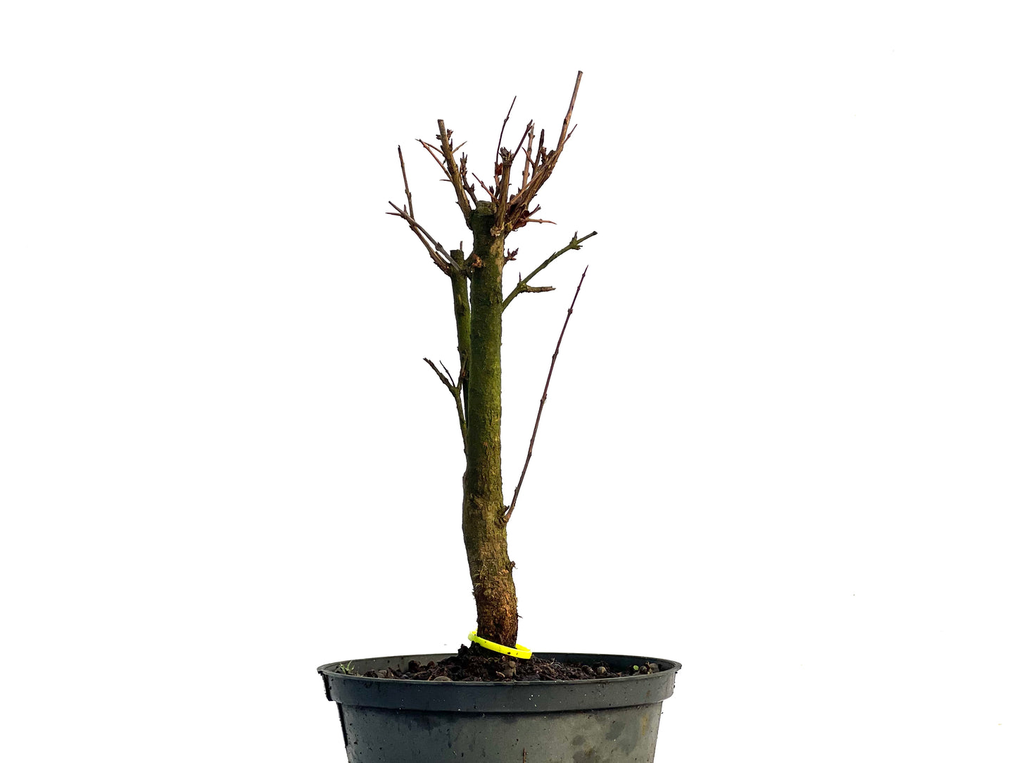 Punica Granatum Nana 3299