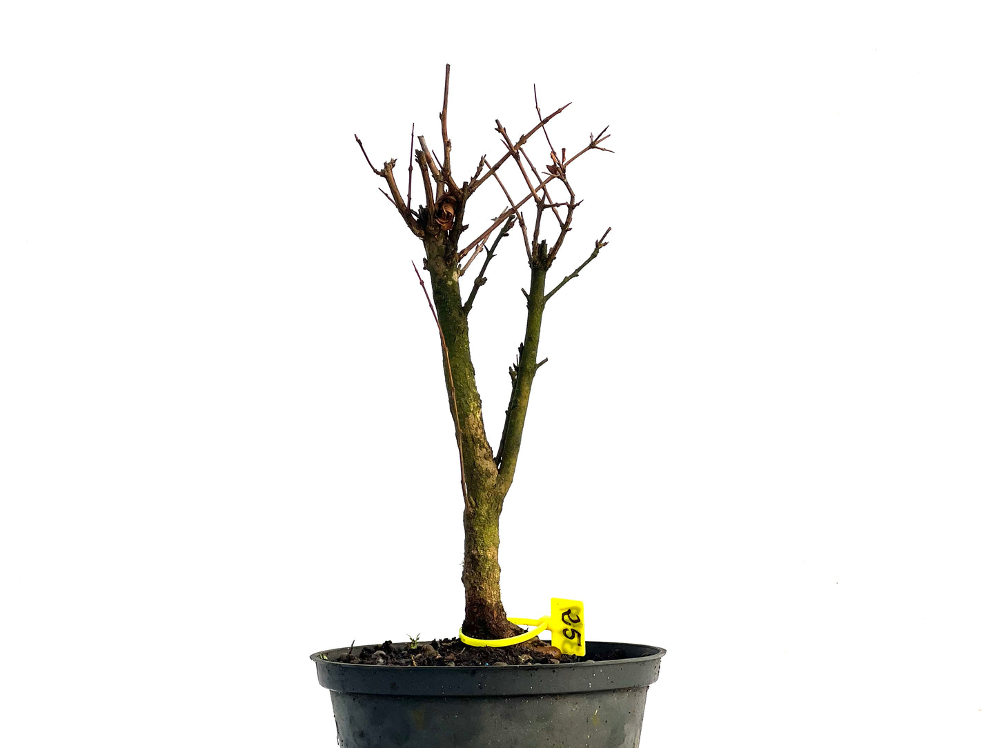 Punica Granatum Nana 3299