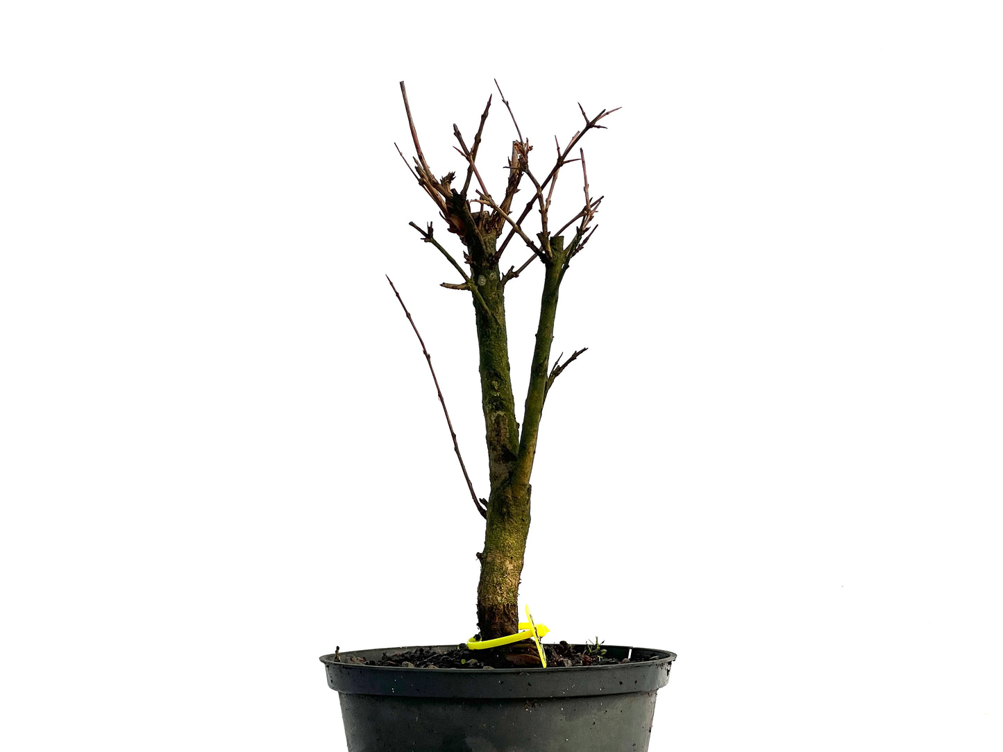 Punica Granatum Nana 3299