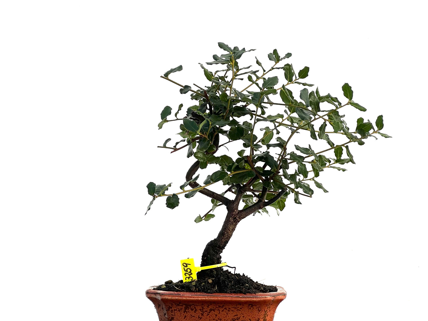 Quercus Suber 3259