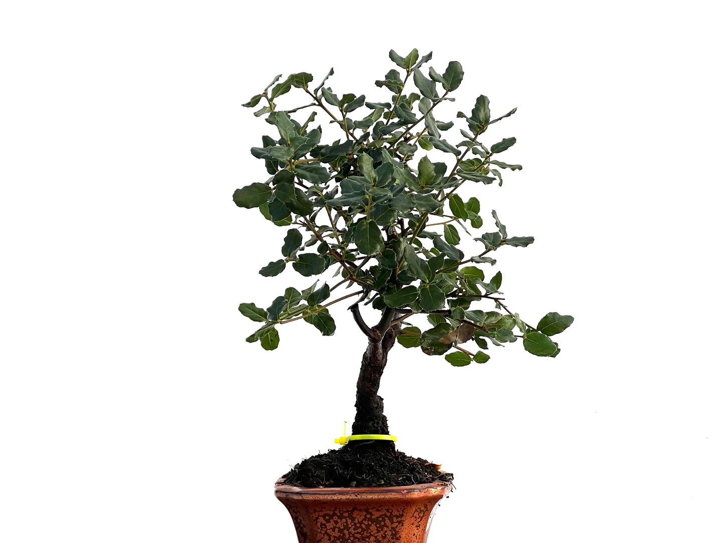 Quercus Suber 3259