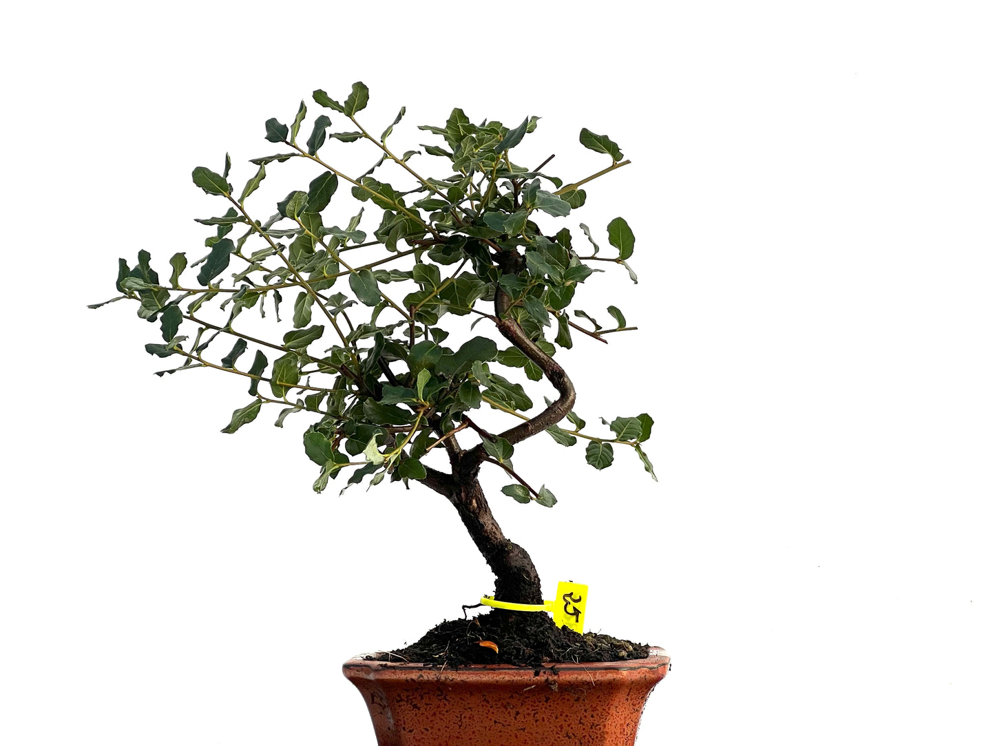 Quercus Suber 3259