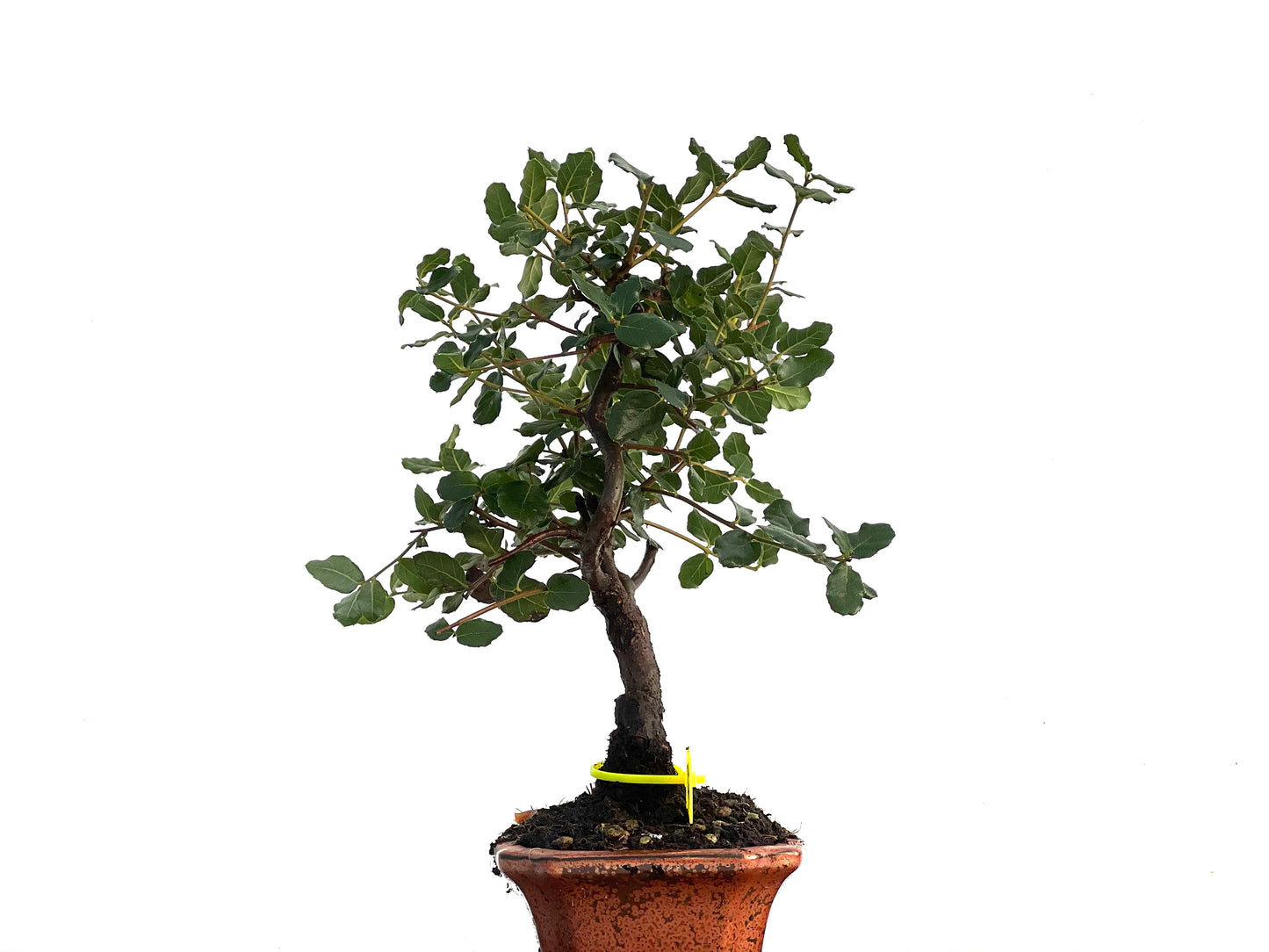 Quercus Suber 3259