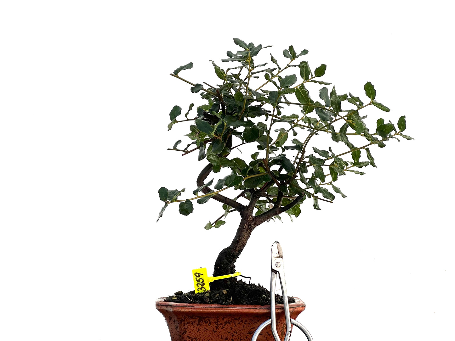 Quercus Suber 3259